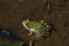 image Žába
