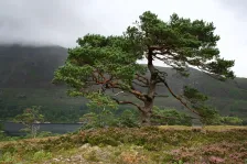 image Glen Affric