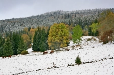 image Šumava