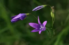 image Zvonky