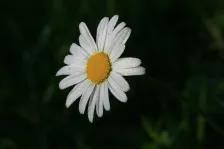 image Kopretina