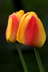 image Tulipány