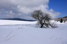 image Strom a Jelení vrch