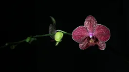 image Orchidej
