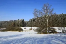 image Břízka