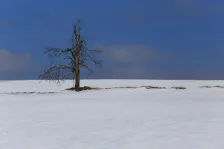 image Osamělý strom