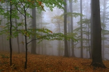 image Karlovské bučiny