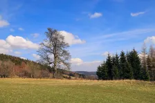 image Srní