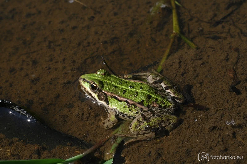 Žába