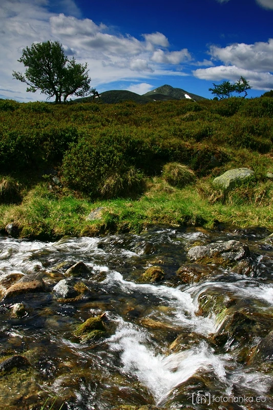 Femundsmarka
