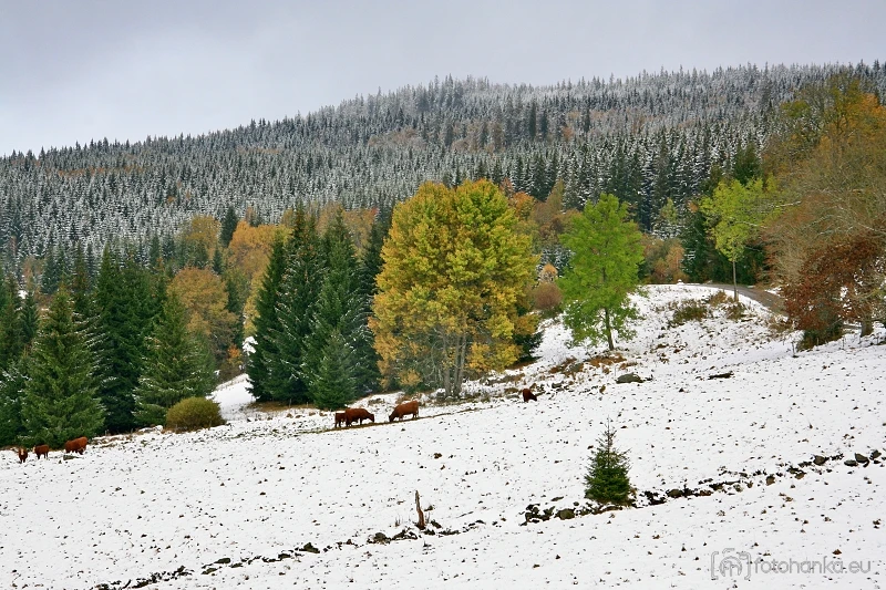 Šumava
