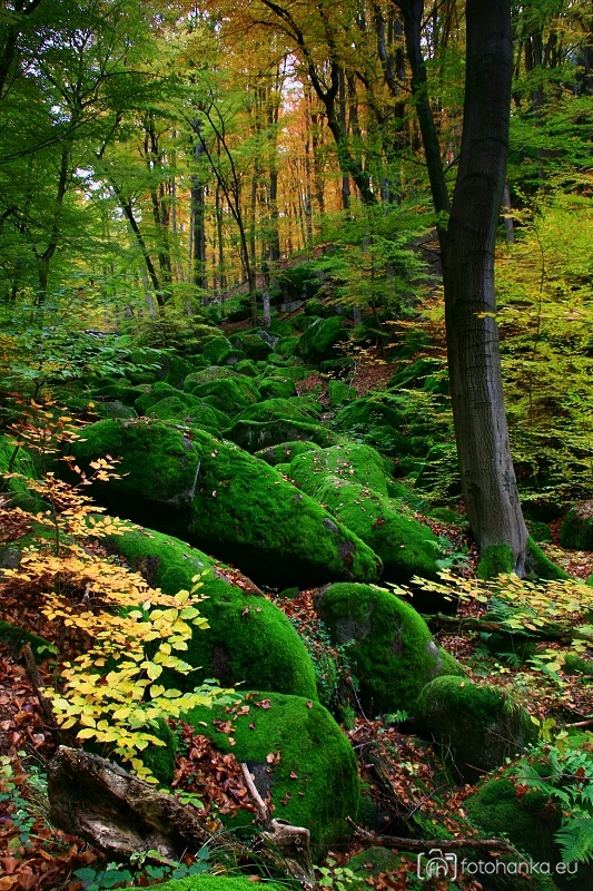 Vlčí rokle