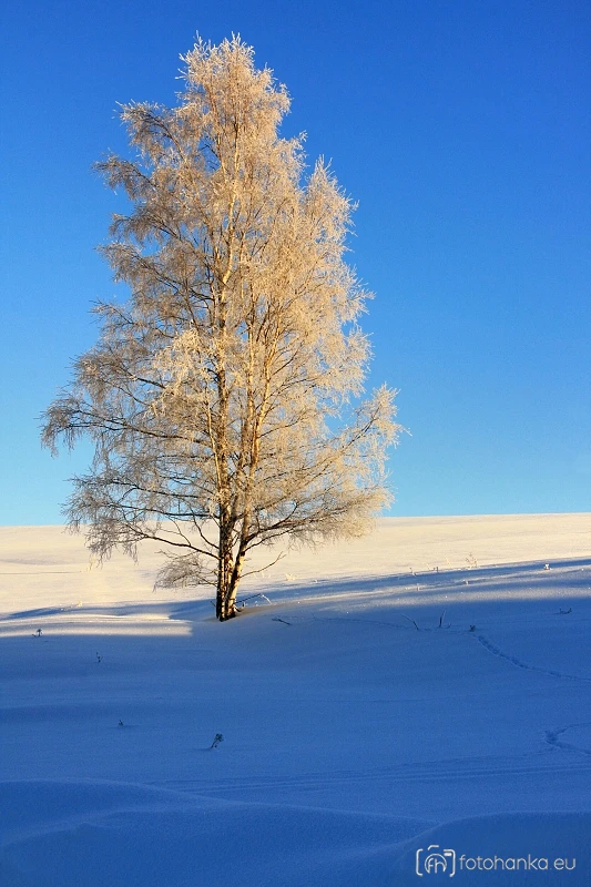 Strom po ránu