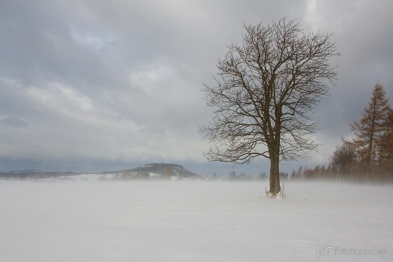 Vejprtský strom