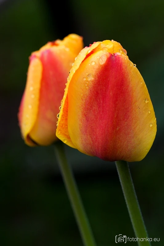 Tulipány