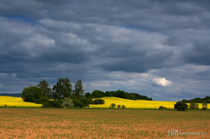 Krajina s řepkou