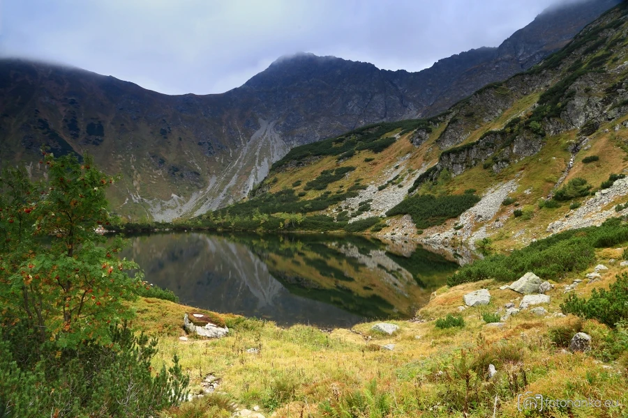 Roháče