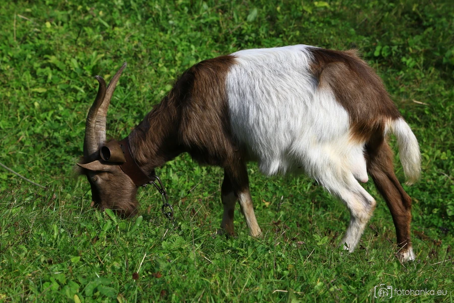 Mlýny