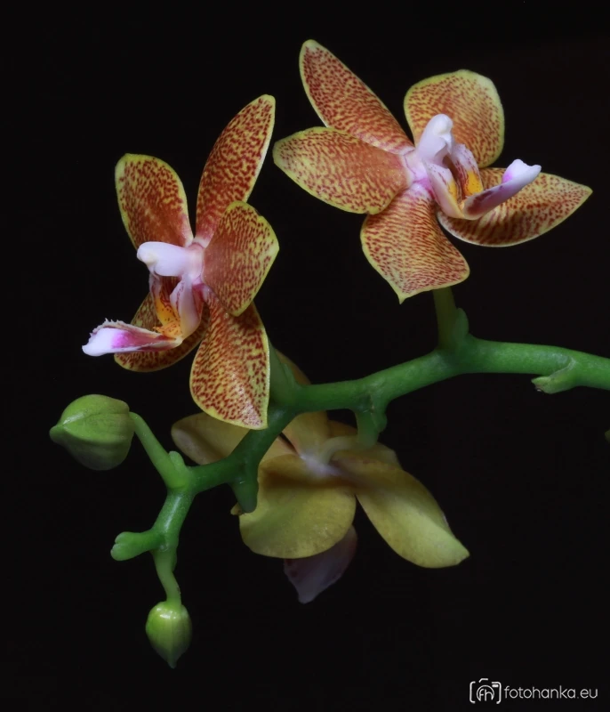 Orchidej