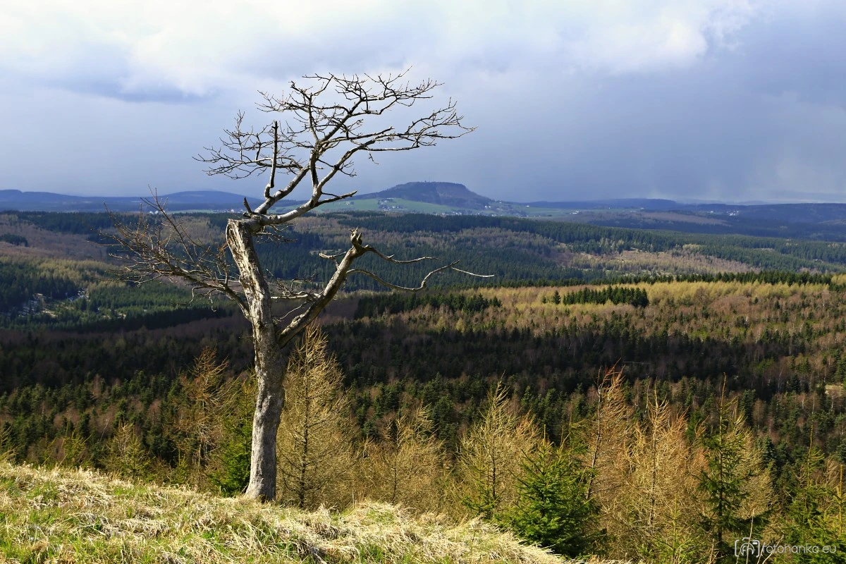 Strom na Špičáku