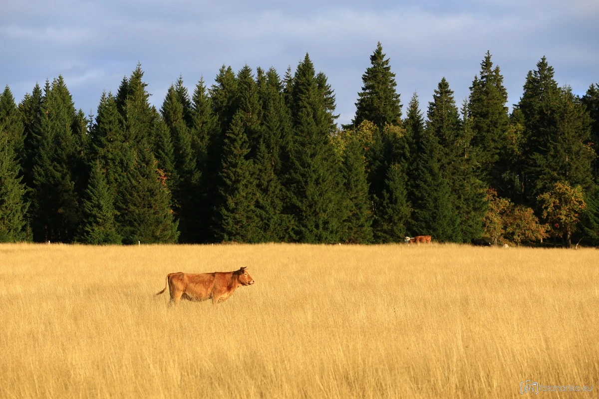 Krušnohorská savana