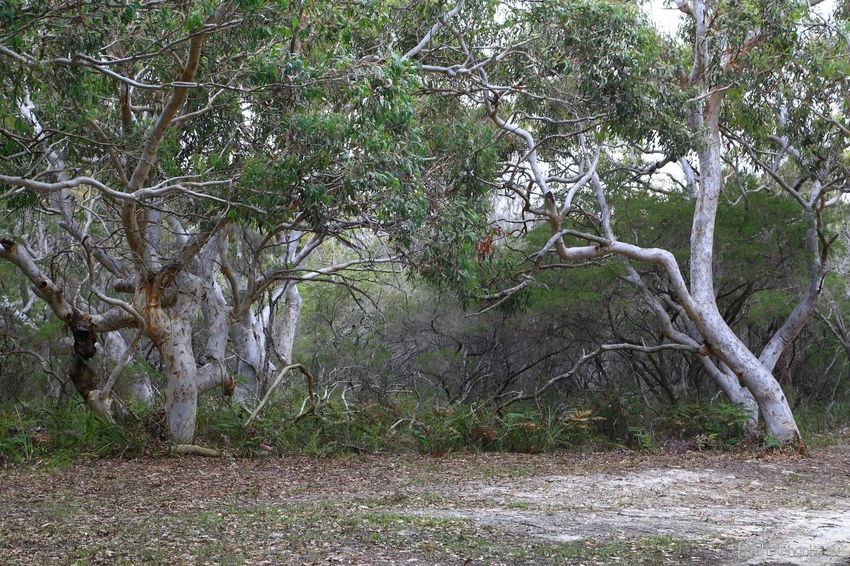 Green Point